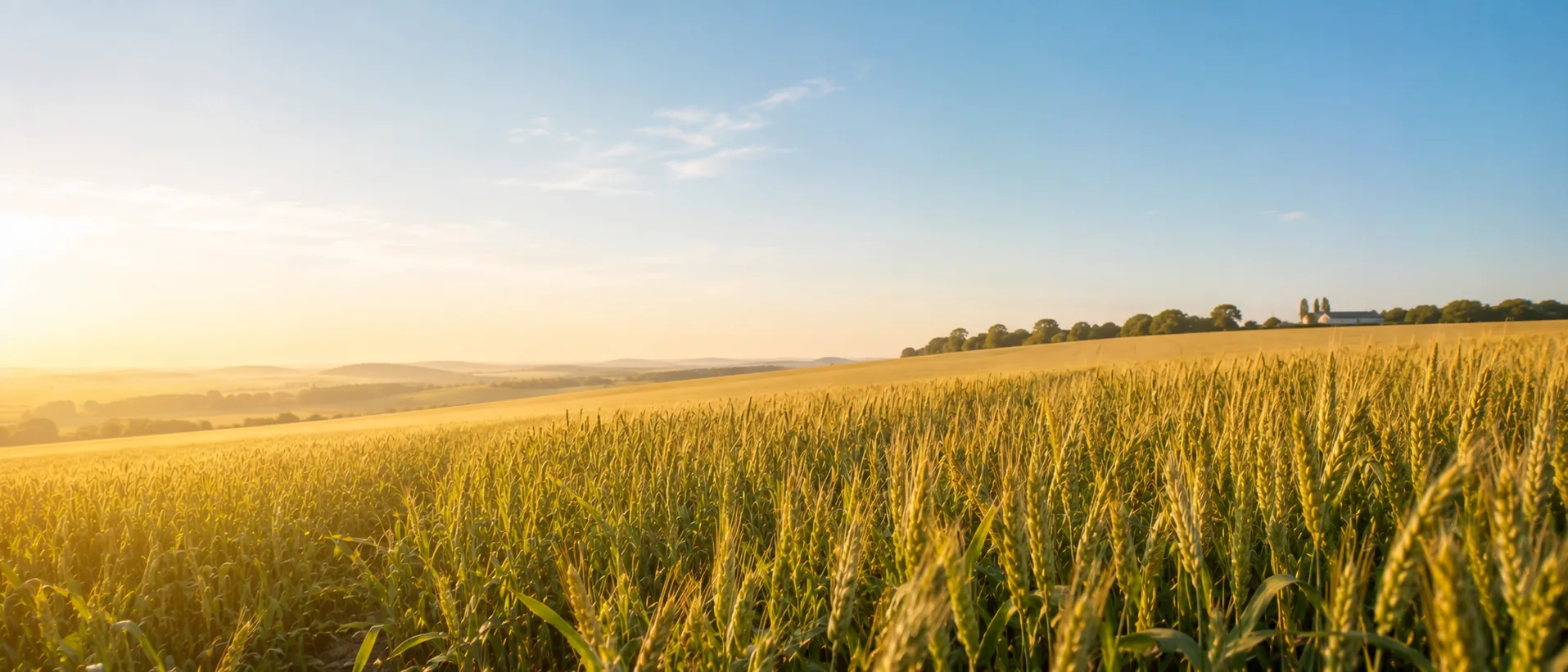 Healthy crops demonstrating strong stems, quality development, and water-use efficiency supported by potassium nutrition