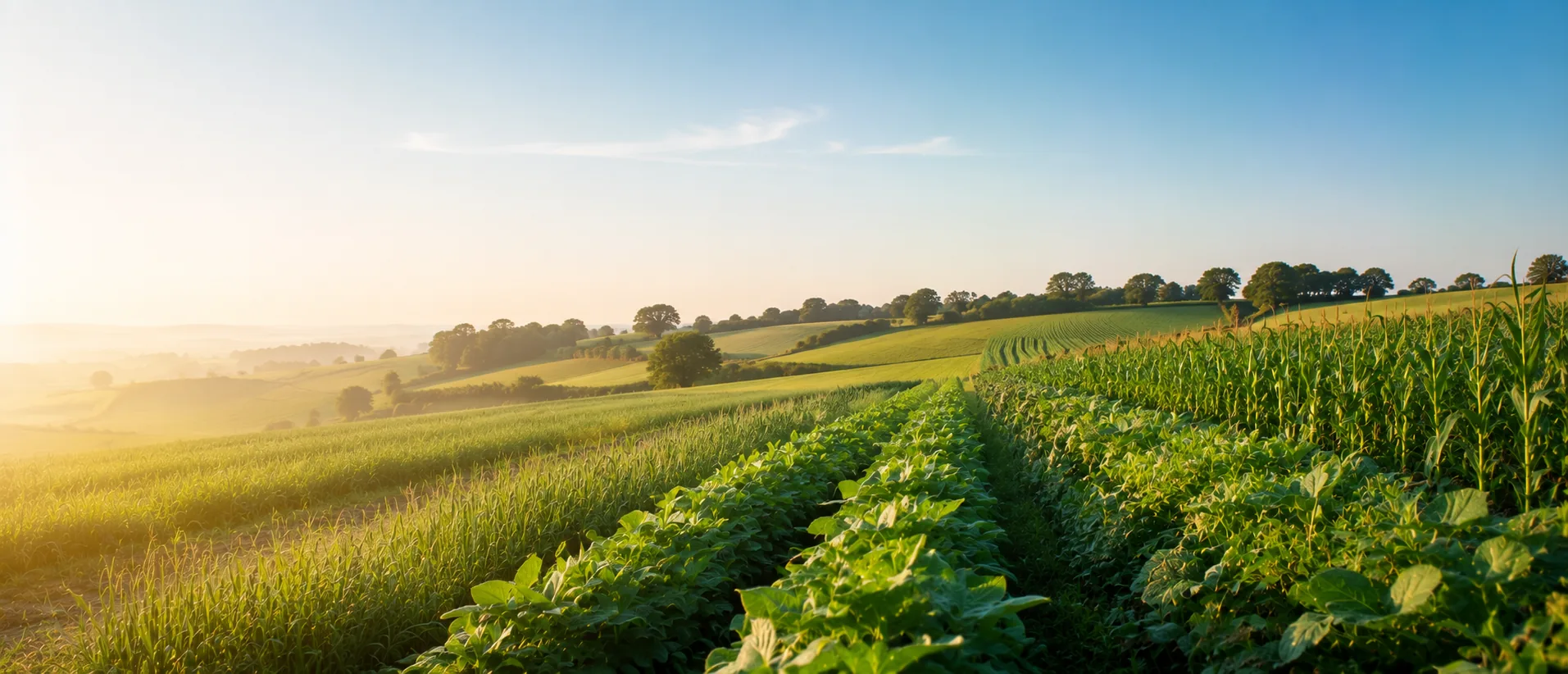 Healthy crops showing balanced growth supported by secondary nutrient nutrition